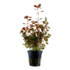 Ludwigia Palustris Super Red