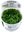 Salvinia Auriculata Minima 1-2-Grow