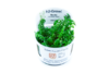 Rotala Rotundifolia Green 1-2-Grow