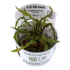 Cryptocoryne Crispatula 1-2-Grow