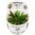 Cryptocoryne Wendtii Green 1-2 Grow