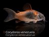 Corydoras Venezuelanus