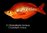 Glossolepis incisus - pez arcoíris rojo