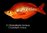 Glossolepis incisus - pez arcoíris rojo