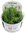 Juncus Repens 1-2 Grow