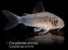 Corydora Similis