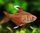 Tetra Rosy - Hyphessobrycon Ornatus