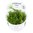 Gratiola Viscidula 1-2 Grow