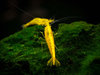 Neocaridina Yellow Golden Back