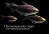 Tetra Imperador Negro