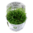 Helanthium Tenellum Green 1-2-Grow