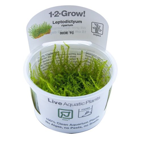 Leptodictyum riparium 1-2-Grow!