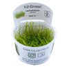 Leptodictyum Riparium 1-2-Grow!