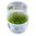 Leptodictyum Riparium 1-2-Grow!
