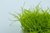 Leptodictyum Riparium 1-2-Grow!