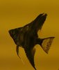Pterophyllum Black Marble