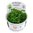 Myriophyllum Mattogrossense 1-2 Grow