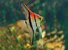Pterophyllum Scalare Manacapuru Red Back