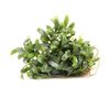 Bucephalandra Needle Leaf 1-2 Grow