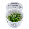 Cryptocoryne Parva 1-2-Grow!