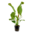 Echinodorus Ozelot Green