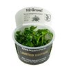 Schismatoglottis Prietoi 1-2 Grow