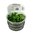 Schismatoglottis Prietoi 1-2 Grow