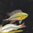 Apistogramma Hongsloi