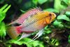 Apistogramma Hongsloi