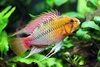 Apistogramma Hongsloi Red Gold