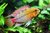 Apistogramma Hongsloi