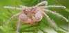 Limnopilos Naiyanetri (Micro Spider Crab)