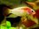 Apistogramma Macmasteri Gold Red Mask