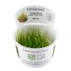 Taxiphyllum Barbieri 'Bogor Moss' 1-2-Grow!