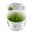 Taxiphyllum Barbieri 'Bogor Moss' 1-2-Grow!