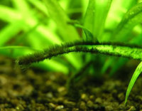 Clique aqui para ver como Erradicar a alga BBA