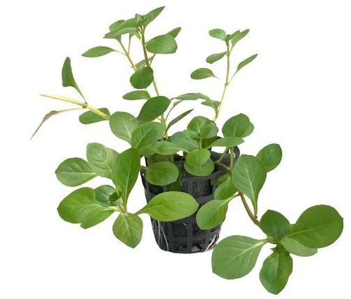 Ludwigia palustris 'Green'