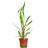 Cryptocoryne Spiralis 'Red'