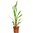 Cryptocoryne Spiralis 'Red'