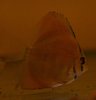 Discus San Merah 5-6cm