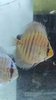 Discus Curilenquer 5-6cm