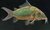 Corydoras splendens - Esmeralnda Brochis