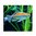 Tetra do Congo - Phenacogramus Interruptus