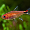 Tetra Ruby - Axelrodia Riesei