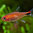 Tetra Ruby - Axelrodia Riesei