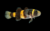 Brachygobius Doriae - Gobio Abelha