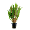 Cryptocoryne undulata 'Broad Leaf'