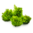 Riccardia Chamedryfolia 1-2-Grow