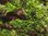 Riccardia Chamedryfolia 1-2-Grow