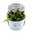 Criptocoryne nurii
